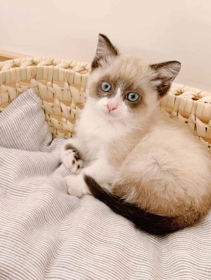 Panier pour chat ou petit chien en feuilles de palmier